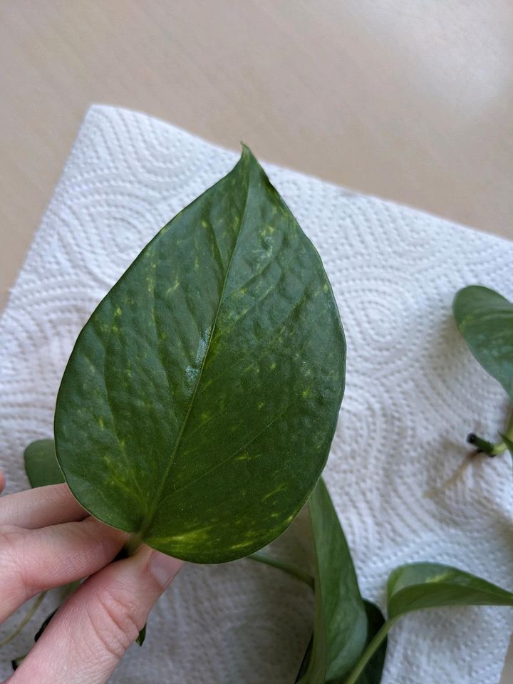 Pflanzen Ableger Goldene Efeutute/ Epipremnum aureum in Swisttal