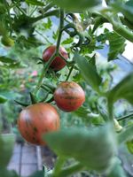 Sugar plum raspberry Tomaten Samen Saatgut Thüringen - Bad Blankenburg Vorschau