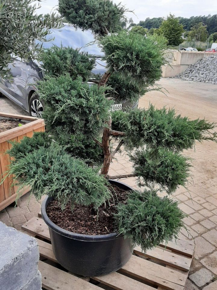 juniperus virginiana grey owl bonsai 125cm in Wenden