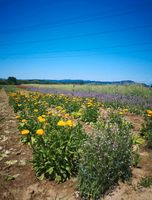 Garten zum Kauf gesucht Hessen - Gießen Vorschau