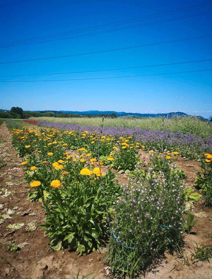 Garten zum Kauf gesucht in Gießen