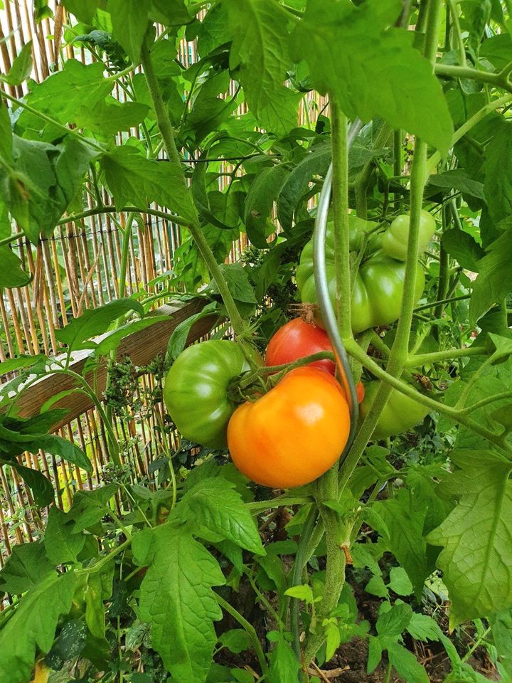 2,50€ - Wildthyme bicolor, Tomatensamen, Fleischtomate in Pirna