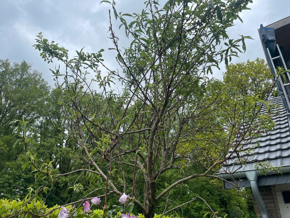 Pfirsichbaum - ca. 4m hoch - zum selbst ausgraben! in Nettetal