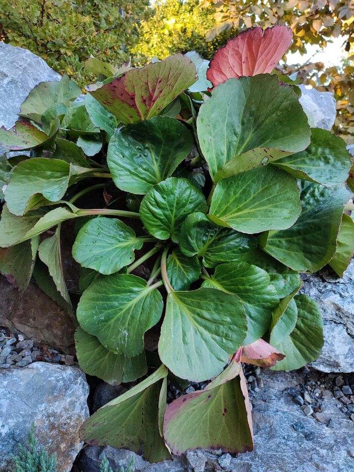 Gartenpflanzen und -blumen in Bad Saulgau