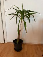 Yucca Palme Wandsbek - Hamburg Marienthal Vorschau