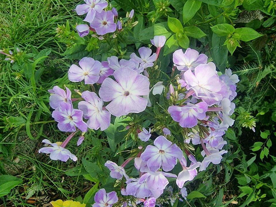 Phlox in verschiedenen Farben in Nuthe-Urstromtal