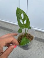 Monstera adansonii monkey leaf Ableger Berlin - Spandau Vorschau