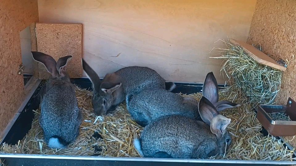 Deutsche  Riesen, Wildfarben, Hasen, Kaninchen in Unteregg