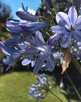 Schmucklilie Schönlilie blau lila Agapanthus kräftige Blüten Berlin - Treptow Vorschau