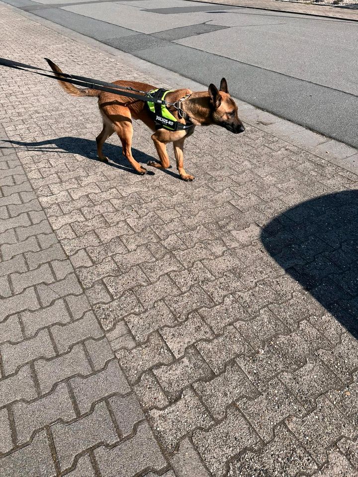 Belgischer Schäferhund (malinois) anzugeben in Stockstadt