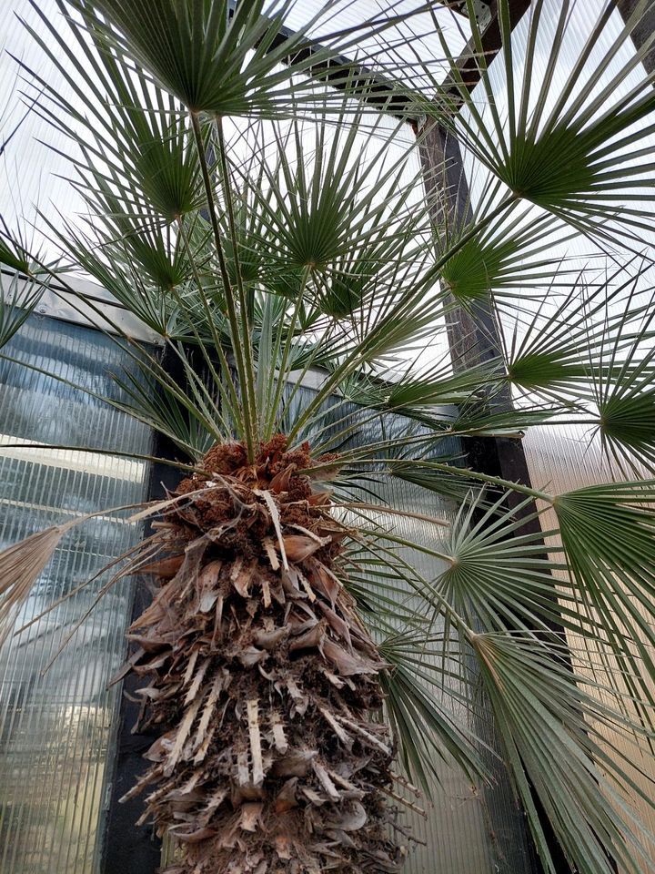 Palmen Hanfpalme in Ballenstedt
