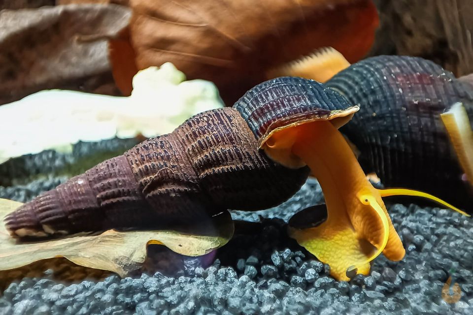 ⭐ Goldene Turmdeckelschnecke Tylomelania Tylo | Preis ab 7,99€* in Altheim (Alb)