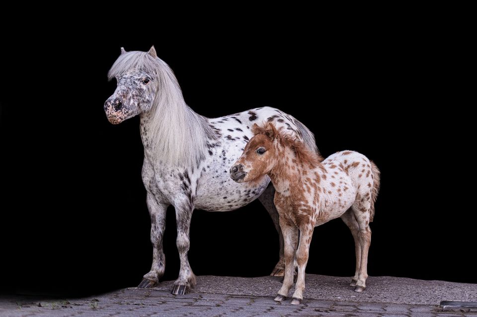 Mini Shetty Partpred Tigerschecke Appaloosa in Quickborn