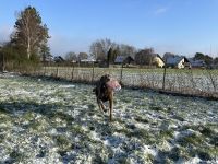 Ein Paradies für Kinder ist dieses kernsanierte Einfamilienhaus in Feldrandlage... Nordrhein-Westfalen - Löhne Vorschau