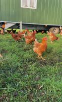 Hühner Althennen Legehennen Huhn Niedersachsen - Leer (Ostfriesland) Vorschau