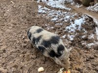 Minihängebauchschwein Baden-Württemberg - Sulz Vorschau