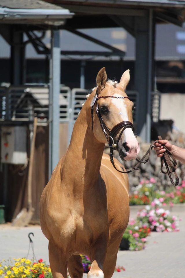 DRP Deutsches Reitpony / Pinto  Hengst Fohlen Absetzer in Goldenbow