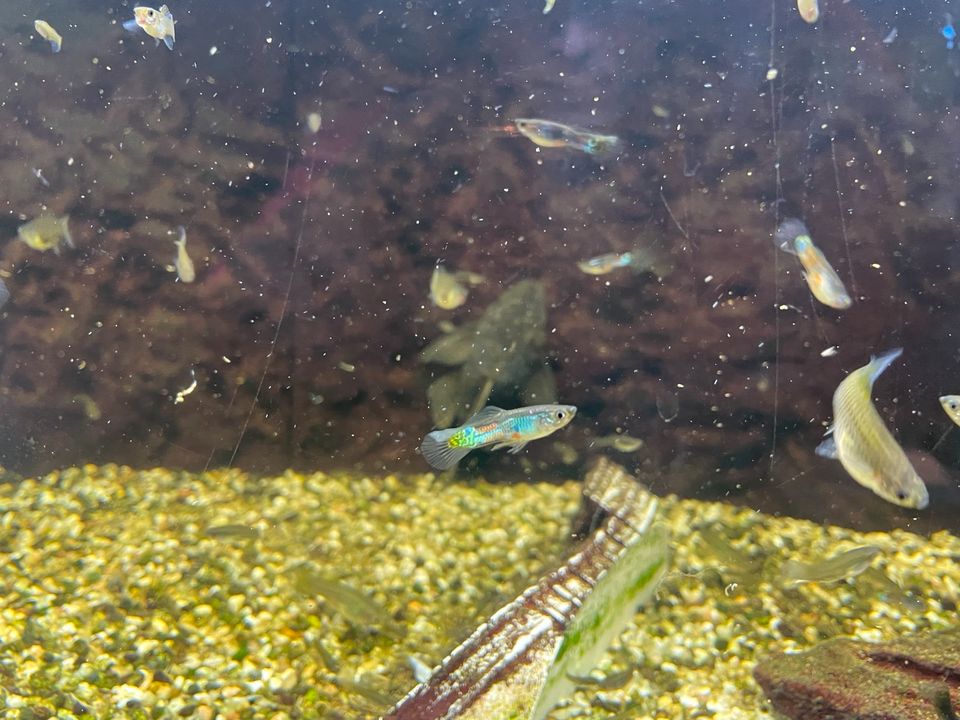 Aquarium mit Fischen und Zubehör in Apolda