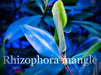 Rote Mangrove Samen Rhizophora mangle Meerwasser Süßwasser Nordrhein-Westfalen - Datteln Vorschau