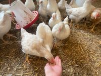 5 Hennen, Hühner, 15 Wochen jung Niedersachsen - Süpplingen Vorschau