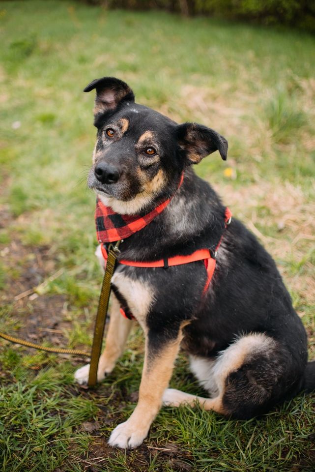 Tierschutz - Der liebevollste Hund Senya sucht seine Familie! in Bremen