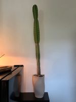 Großer Kaktus, large cactus plant Berlin - Charlottenburg Vorschau