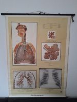 2x Schulwandkarte Rollkarte Die Atmungsorgane 10 Biologie Medizin Hessen - Taunusstein Vorschau