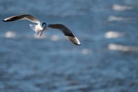 Wohlfühloase für die Familie wo andere Urlaub machen! Mecklenburg-Vorpommern - Löbnitz Vorschau