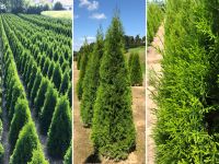 Lebensbaum Thuja occidentalis 'Smaragd' 160-180 cm | Bayernhecke Bayern - Elsendorf Vorschau