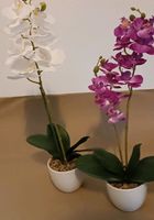 Künstliche Orchidenpflanze 2 Stück Dortmund - Mitte Vorschau
