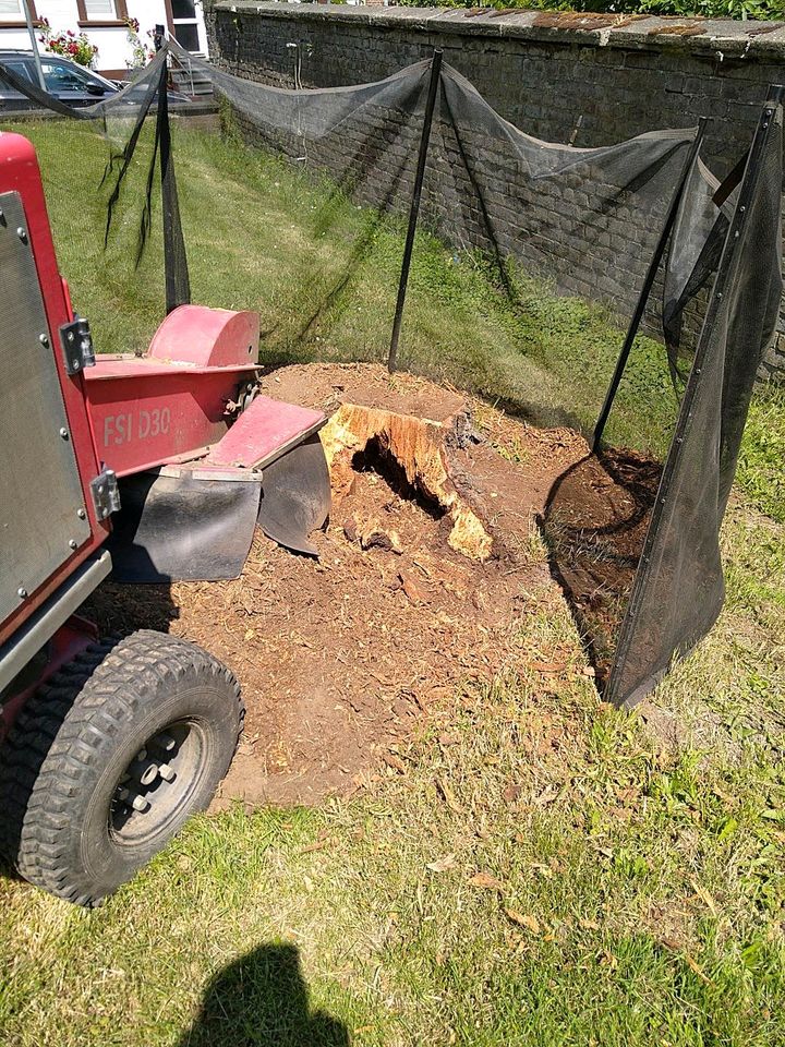 Baumstumpf Baum Baumwurzel Wurzelfräse Wurzeln entfernen in Wegberg