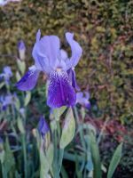 Iris, deutsche Schwertlilie, mittelgroß, Lila Sachsen - Delitzsch Vorschau