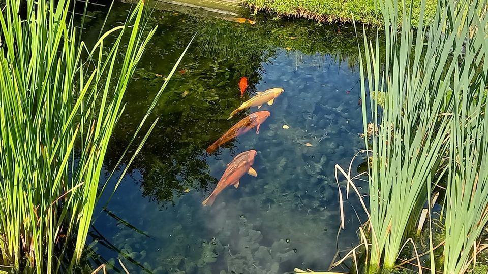 Koi + vers. Goldfische großer Natur-Teichbesatz f.großen Teich in München