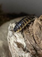 Porcellio ornatus Yellow Zierasseln Niedersachsen - Barsinghausen Vorschau