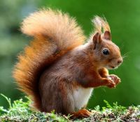 Suche Nüsse für Eichhörnchen und Co. Hannover - Südstadt-Bult Vorschau