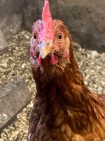 Biete durchkompostierten Hühnermist Niedersachsen - Vorwerk bei Tarmstedt Vorschau