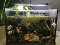 20 Liter Aquarium Hessen - Herborn Vorschau