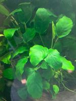 ANUBIAS BARTERI NANA VAR. BARTERI Bayern - Seubersdorf Vorschau