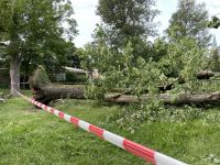 Beseitigung von Sturmschäden. Baumfällung, Baumpflege Rheinland-Pfalz - Landau in der Pfalz Vorschau