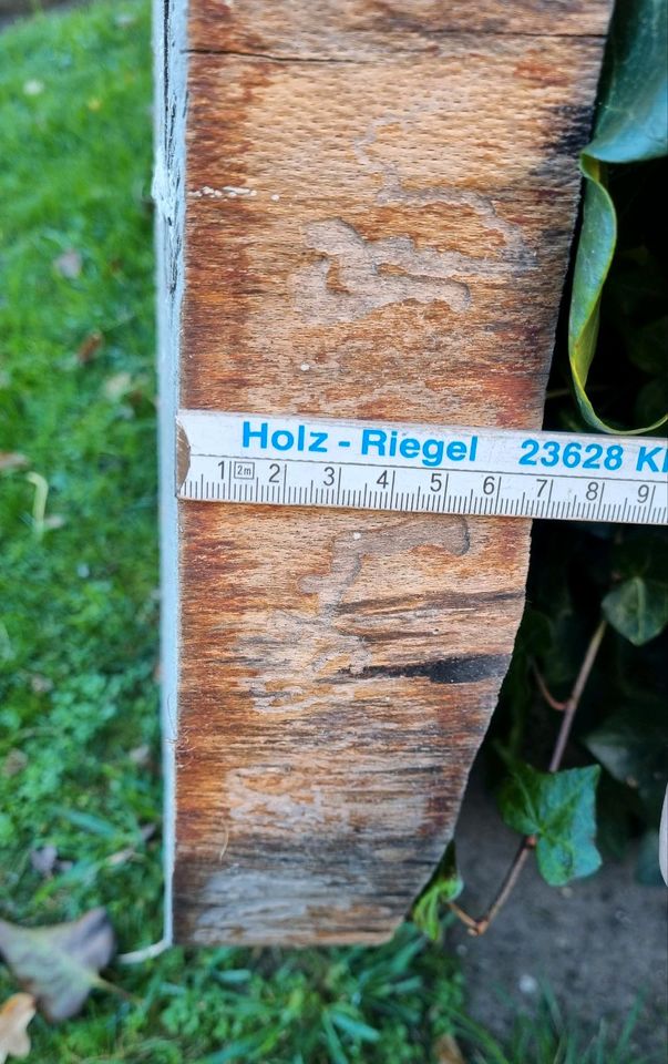 Große Holzscheibe 66 cm Durchmesser in Bliestorf