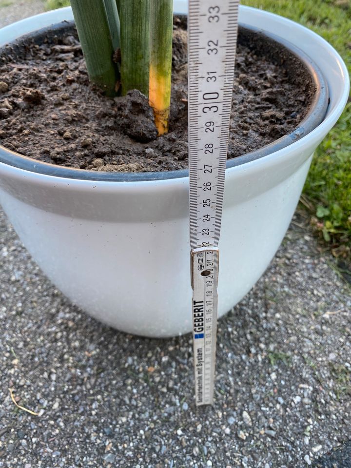 ❌Zimmerpflanze Pflanze grün Deko wohnen Ambiente Garten in Weißensberg