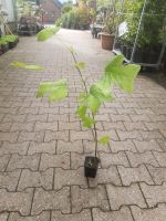 Tulpenbaum Liriodendron tulipifera 60-80cm gross Nordrhein-Westfalen - Simmerath Vorschau