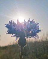 Biete Reiki (Handauflegen) an Niedersachsen - Verden Vorschau