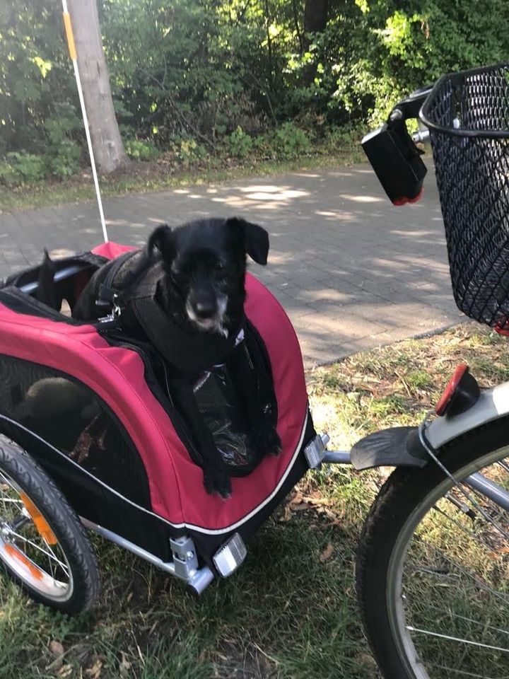 Fahrradanhänger für Hunde in Senftenberg