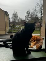 Katze Vermisst Brandenburg - Luckenwalde Vorschau