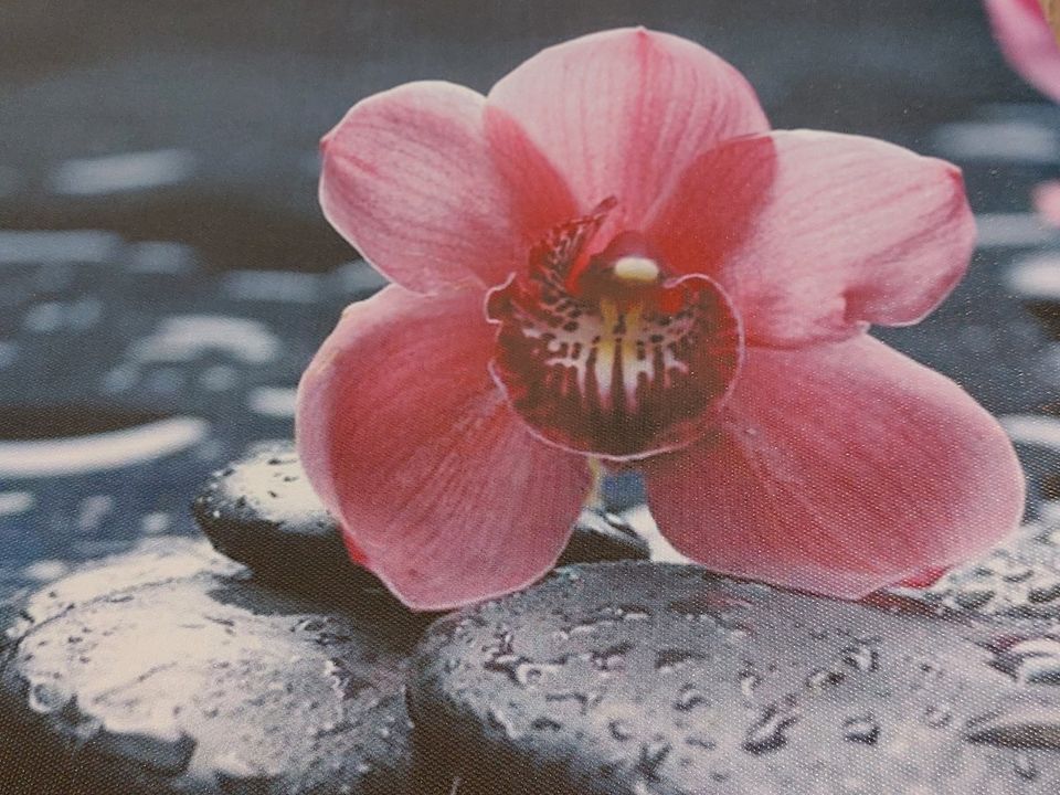 Leinwand Bild Orchidee Stein Wasser, Entspannung in Obertraubling