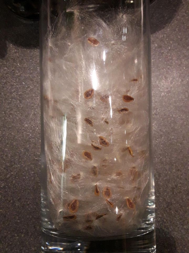 Samen und Keimlinge von der Aasblume in Kiel