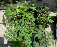 Tomatenpflanzen, Physalis, Paprika, Chilli, Auberginen, Kräuter Speyer - Dudenhofen Vorschau