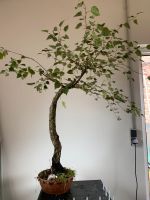 Bonsai Birke Brandenburg - Brandenburg an der Havel Vorschau