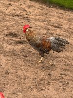 Reinrassiger rebhuhnfarbiger Italiener Hahn Gockelhahn Thüringen - Heilbad Heiligenstadt Vorschau